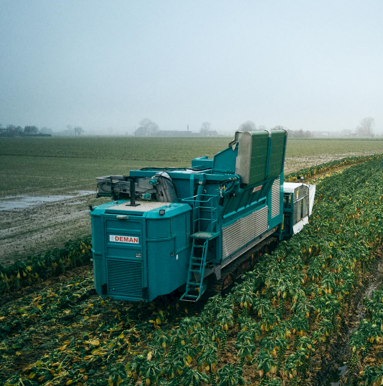 Deman Sprout Harvester on a field