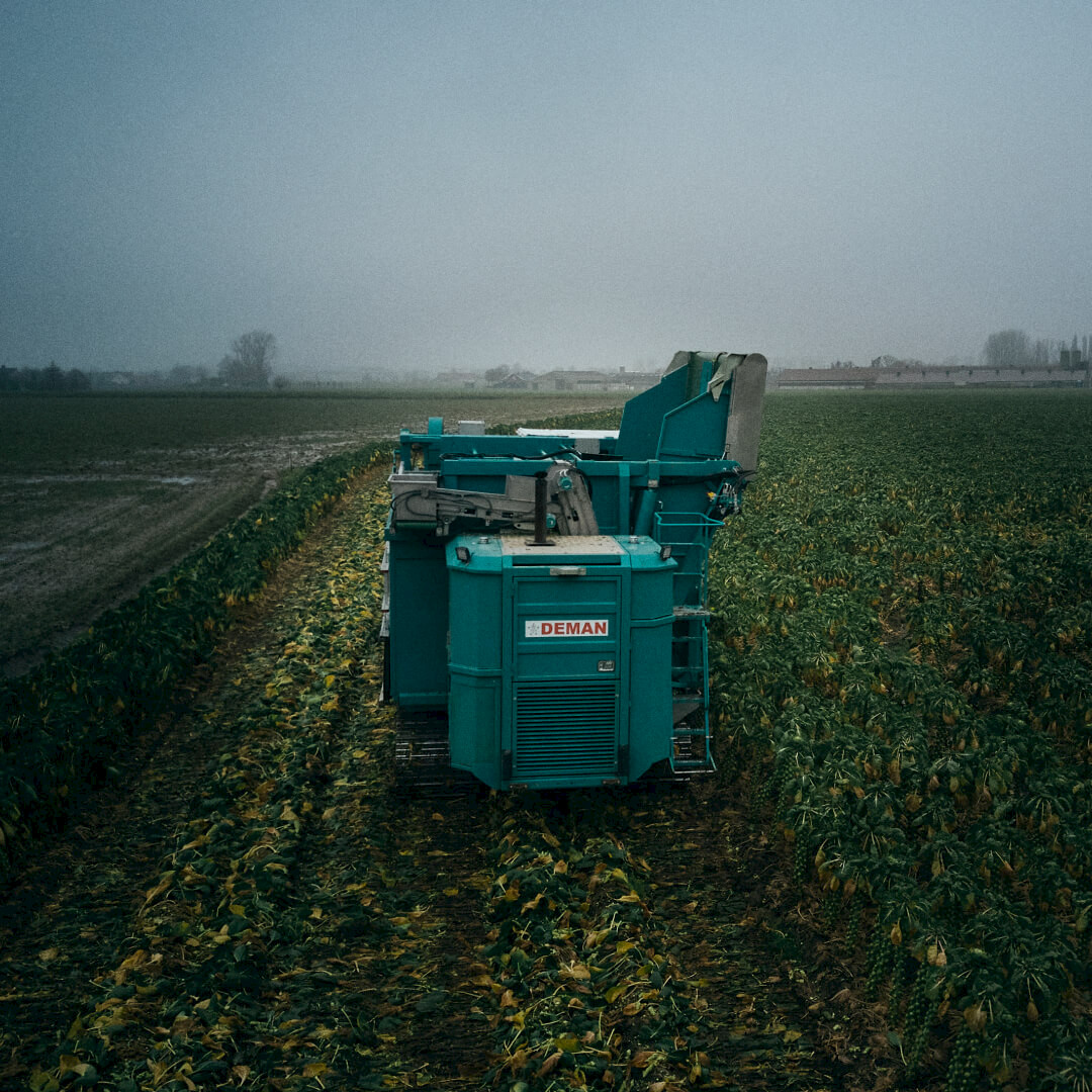 Deman Sprout Harvester on a field - rear view