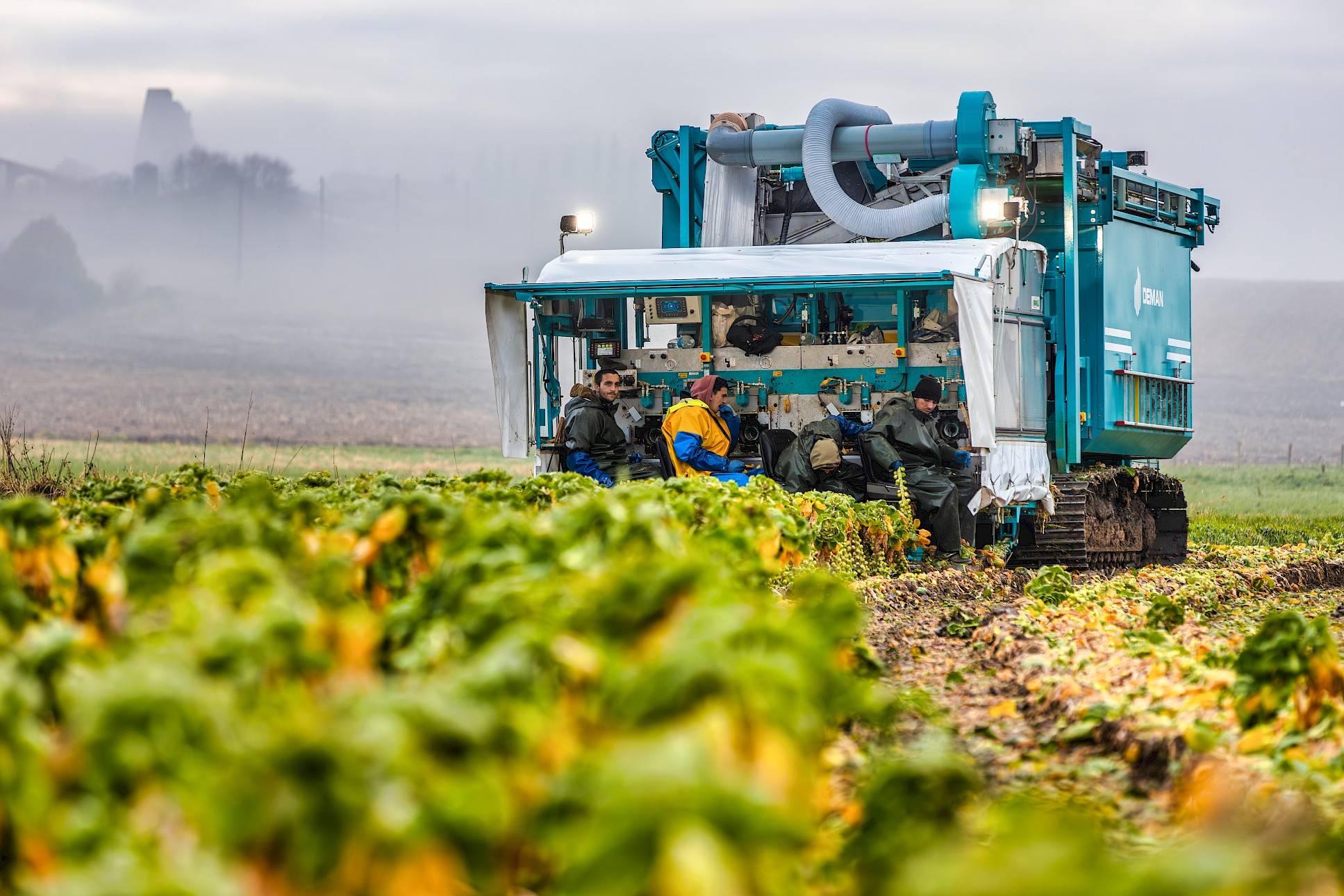 Deman Sprout Harvester on a field