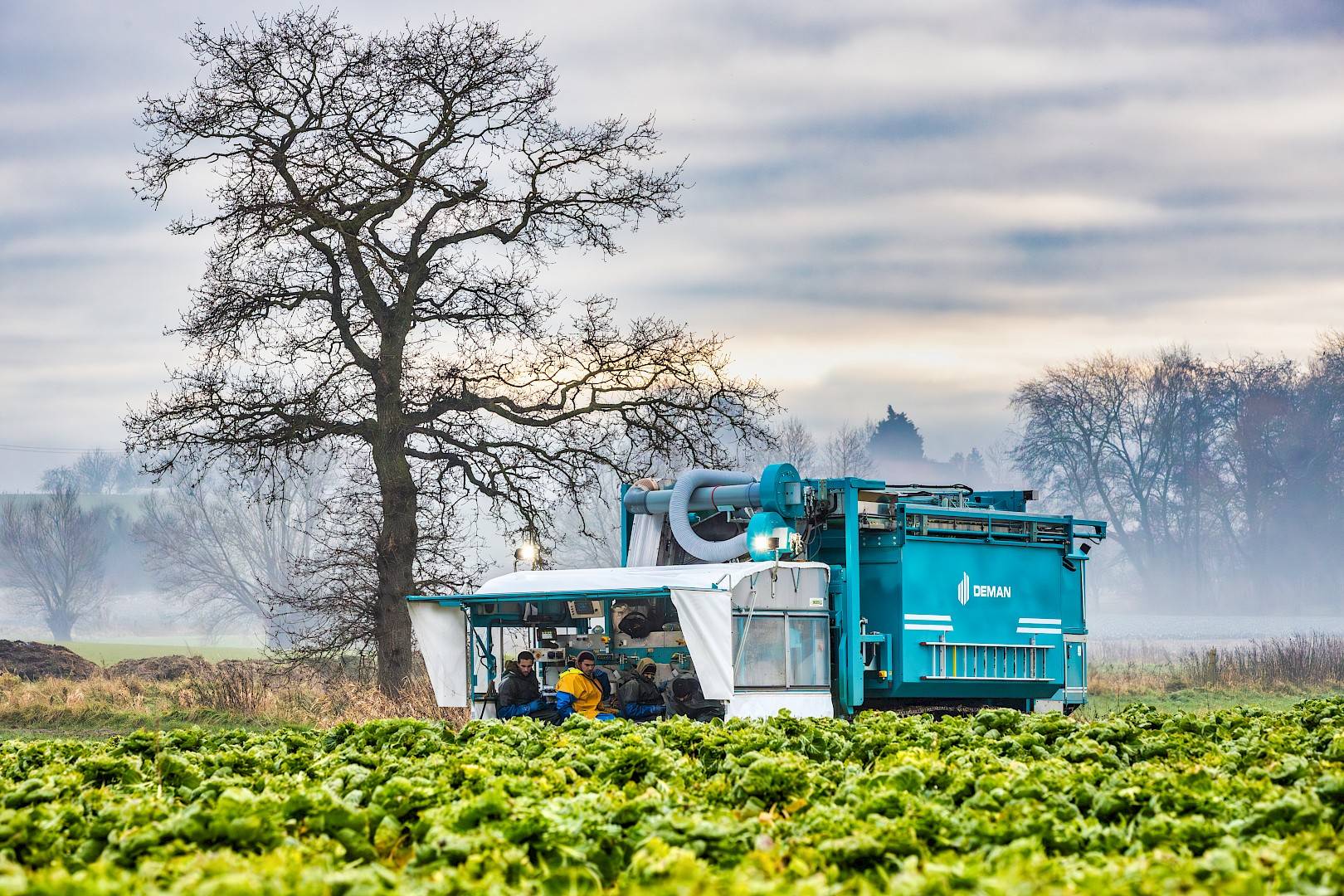 Deman Sprout Harvester on a field - rear view