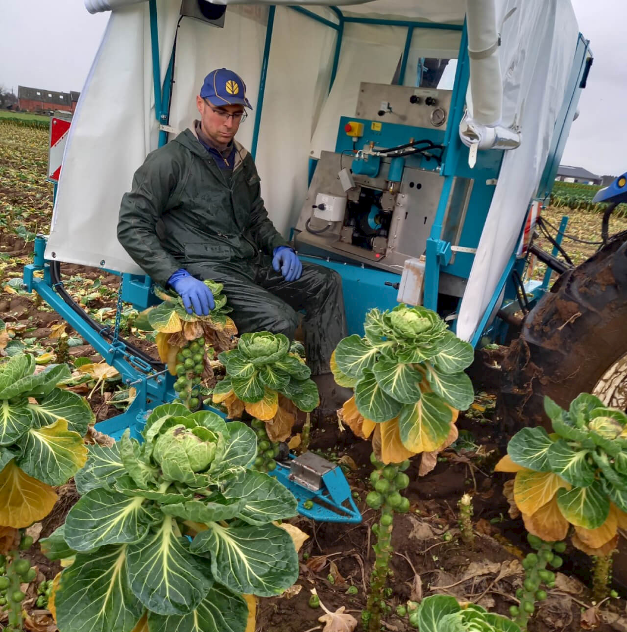 man sitting in GP1 Self-driving sprout harvester I-row on field harvesing Brussels sprouts