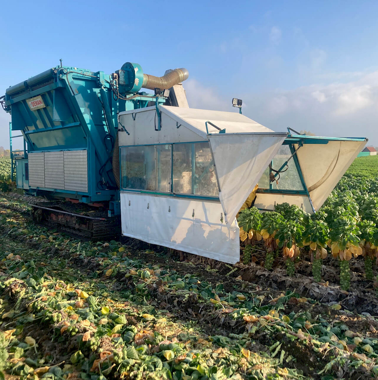 ZP2: Self-driving sprout harvester II-row - harvesting on field