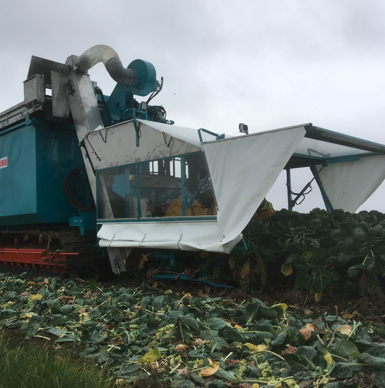 ZP3: Self-driving sprout harvester III-row - harvesting on field