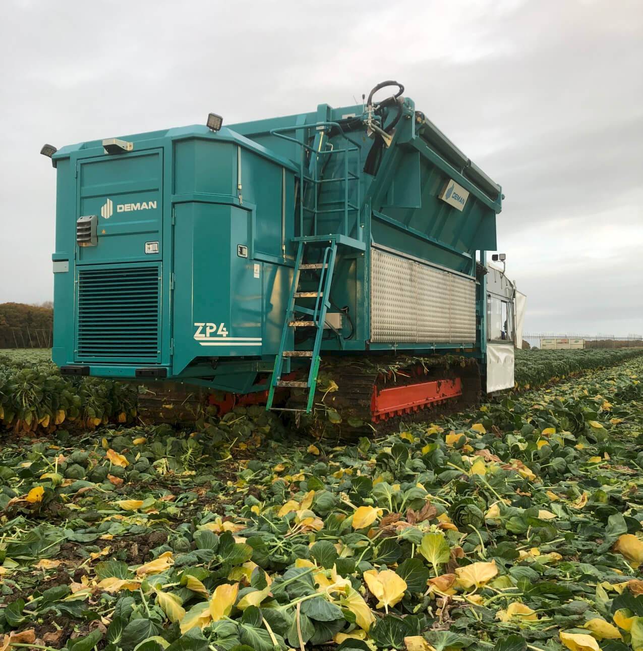 ZP4: Self-driving sprout harvester IV-row - harvesting on field