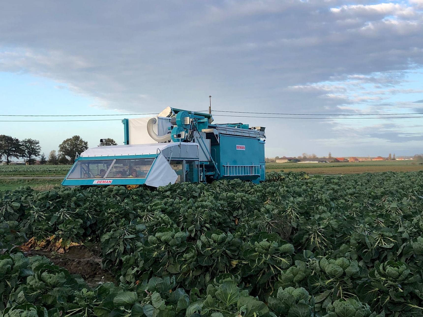 ZP4-OS: Self-driving sprout harvester IV-row with optisort on field