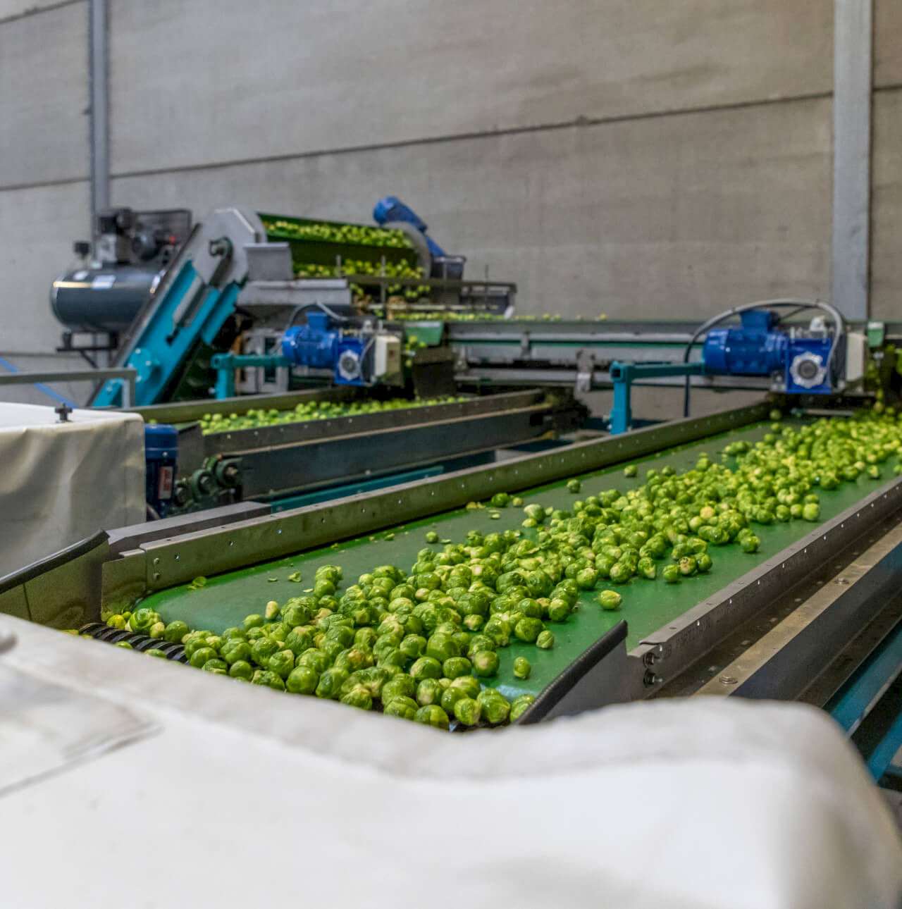 Optisort colour sorter in process of sorting Brussels sprouts