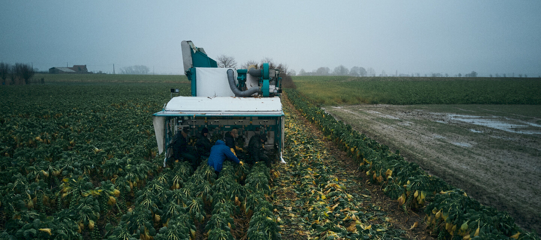 Deman Sprout Harvester on a field with worker on the back