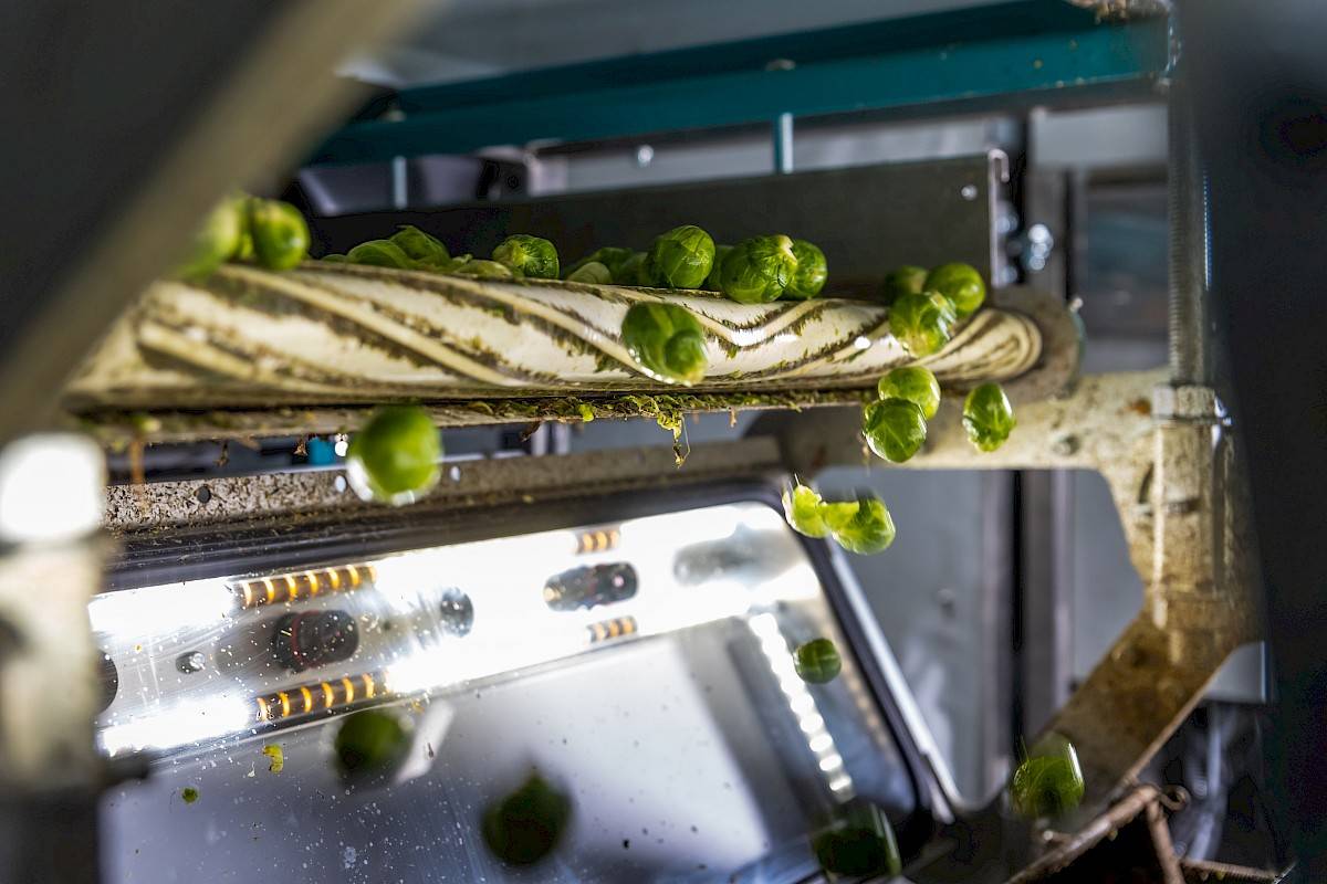 Optical sort installation for Brussels Sprouts in action