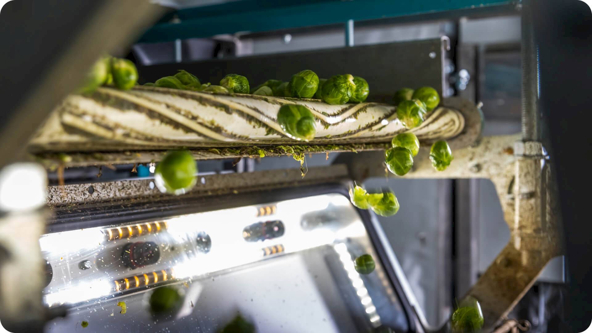 detail of Optisort colour sorter in process of sorting Brussels sprouts - sprouts falling off end of conveyor belt